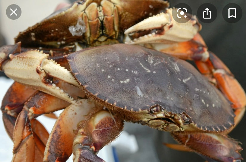 
                  
                    Load image into Gallery viewer, A Grade Live Dungeness Crab
                  
                
