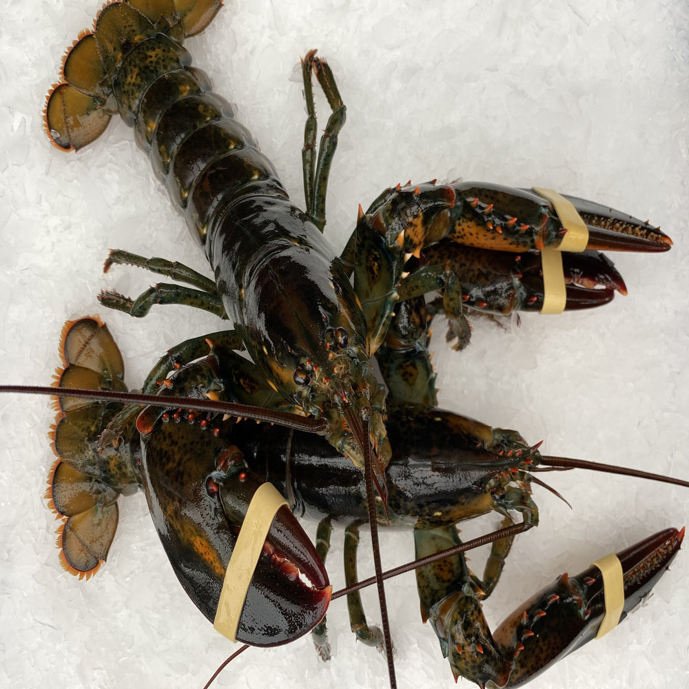 A Grade Live Lobster