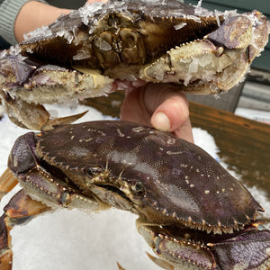 
                  
                    Load image into Gallery viewer, A Grade Live Dungeness Crab
                  
                
